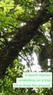 A beech marten scratching on a tree
15 m from the ground 
